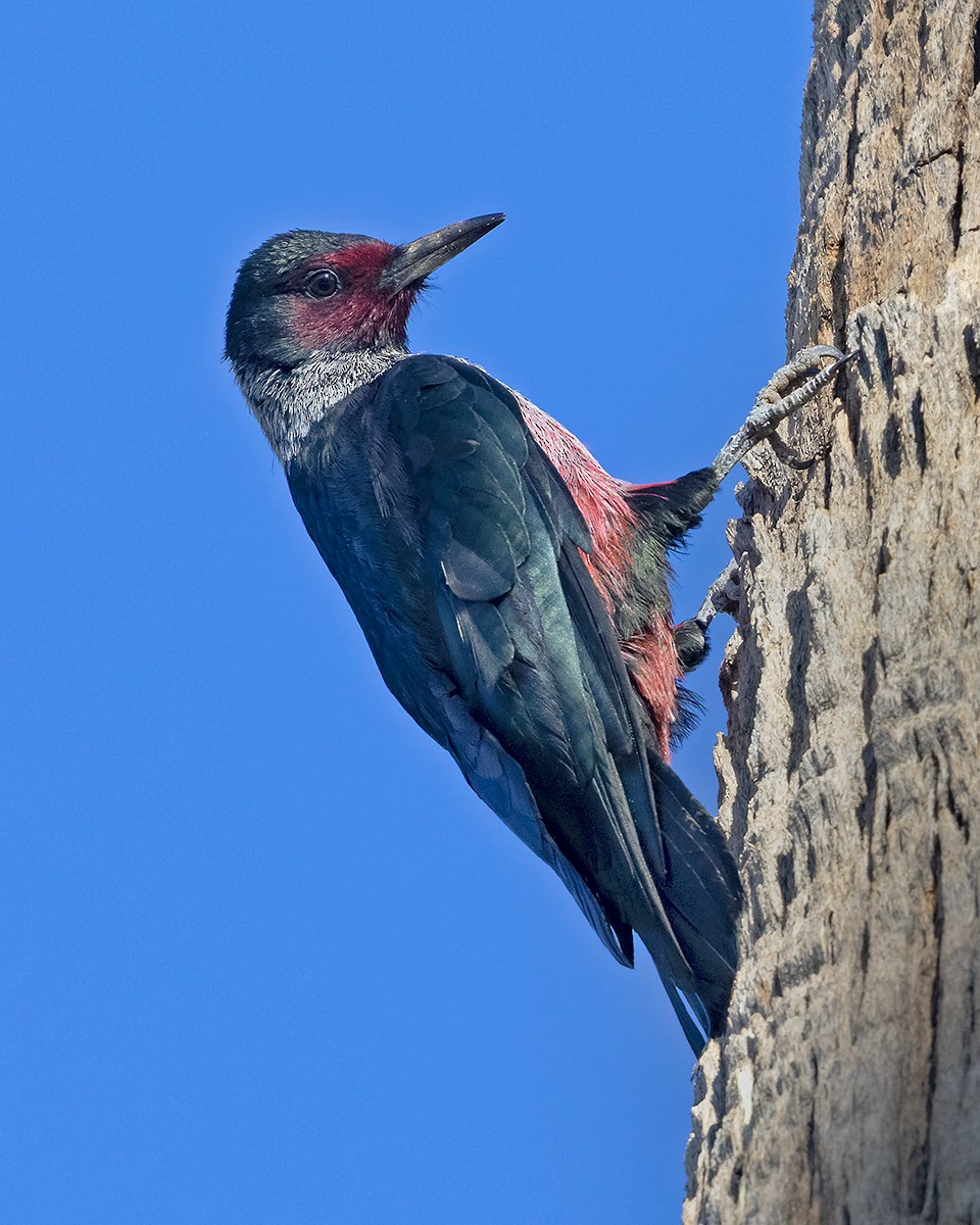 Blutgesichtspecht - ML645232429