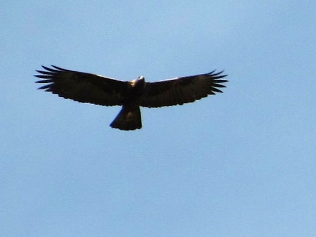 Golden Eagle - ML645232434