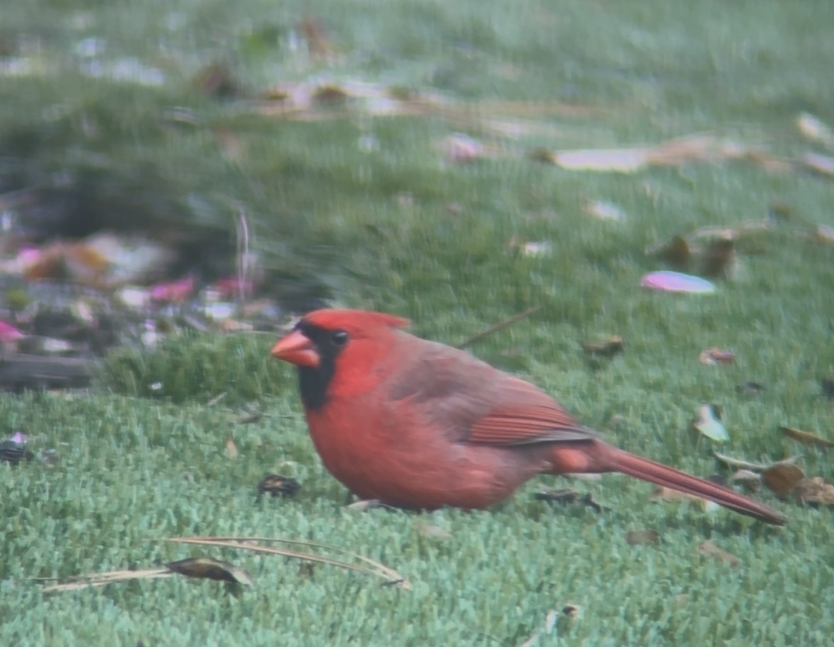 kardinál červený - ML645232443