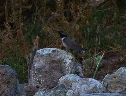 Andean Hillstar - ML645232453