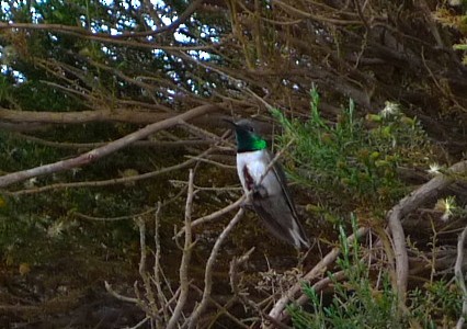 Andean Hillstar - ML645232454