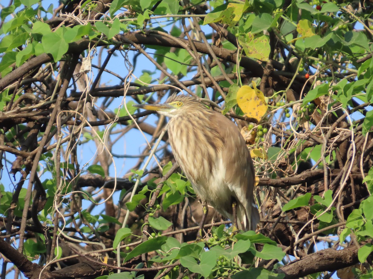 Indian Pond-Heron - ML645232460