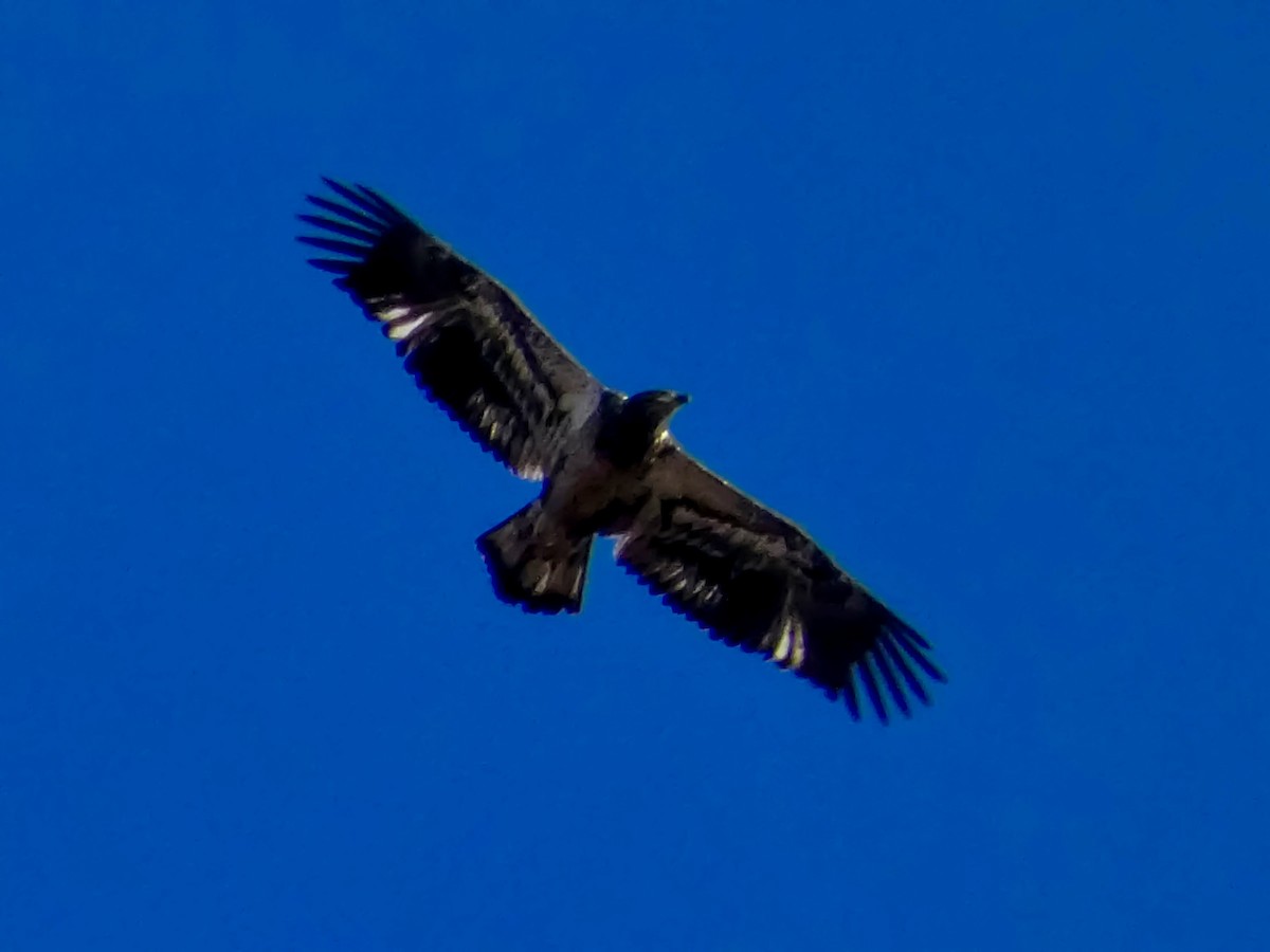 ハクトウワシ - ML645232499