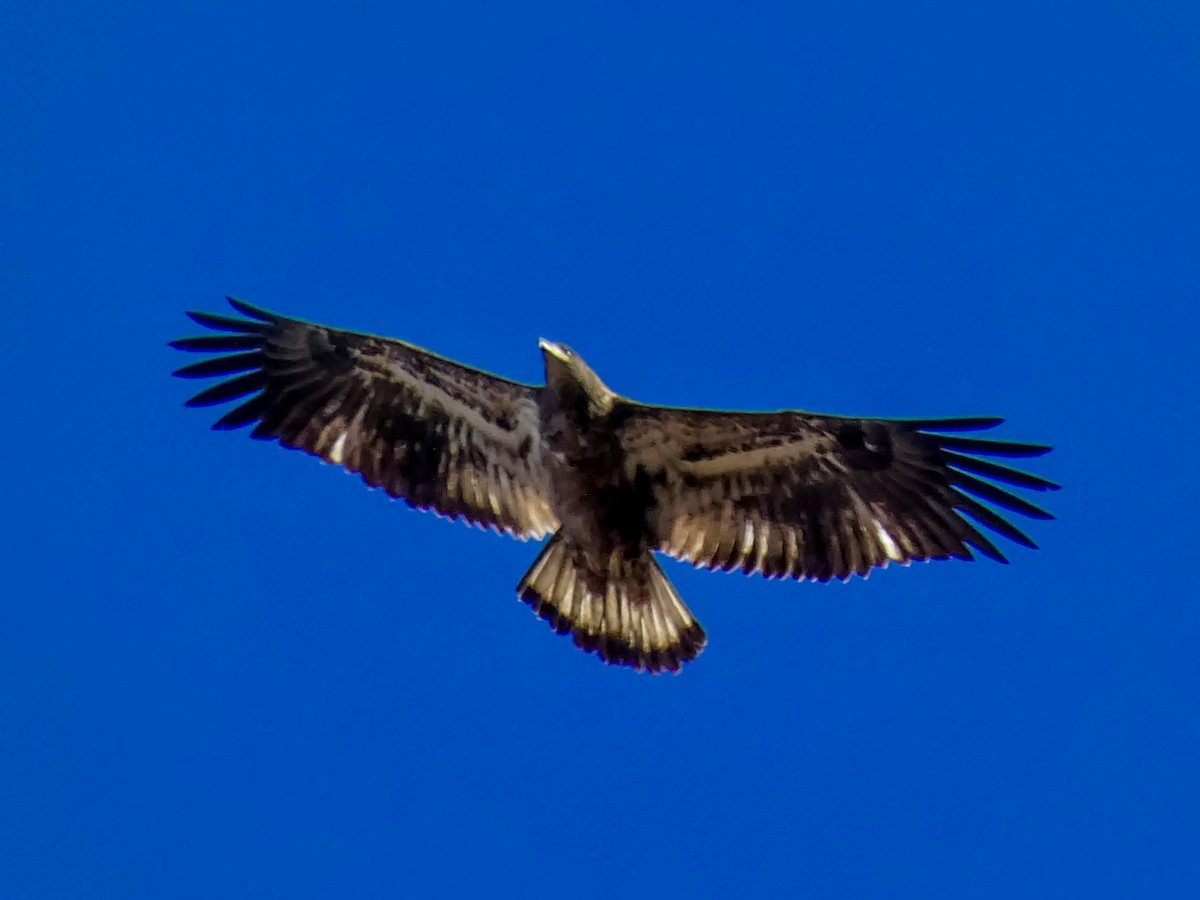 ハクトウワシ - ML645232500