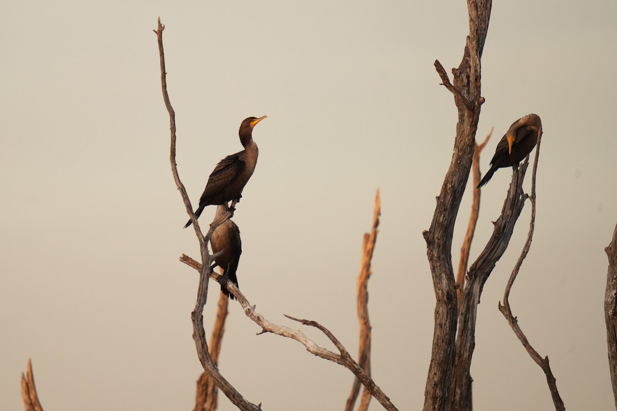 Double-crested Cormorant - ML645232507