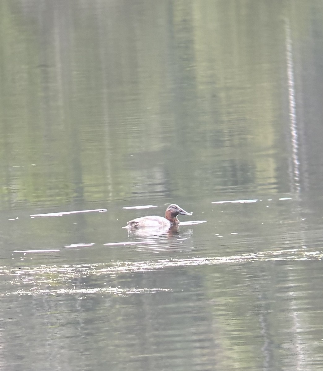 Canvasback - ML645232511