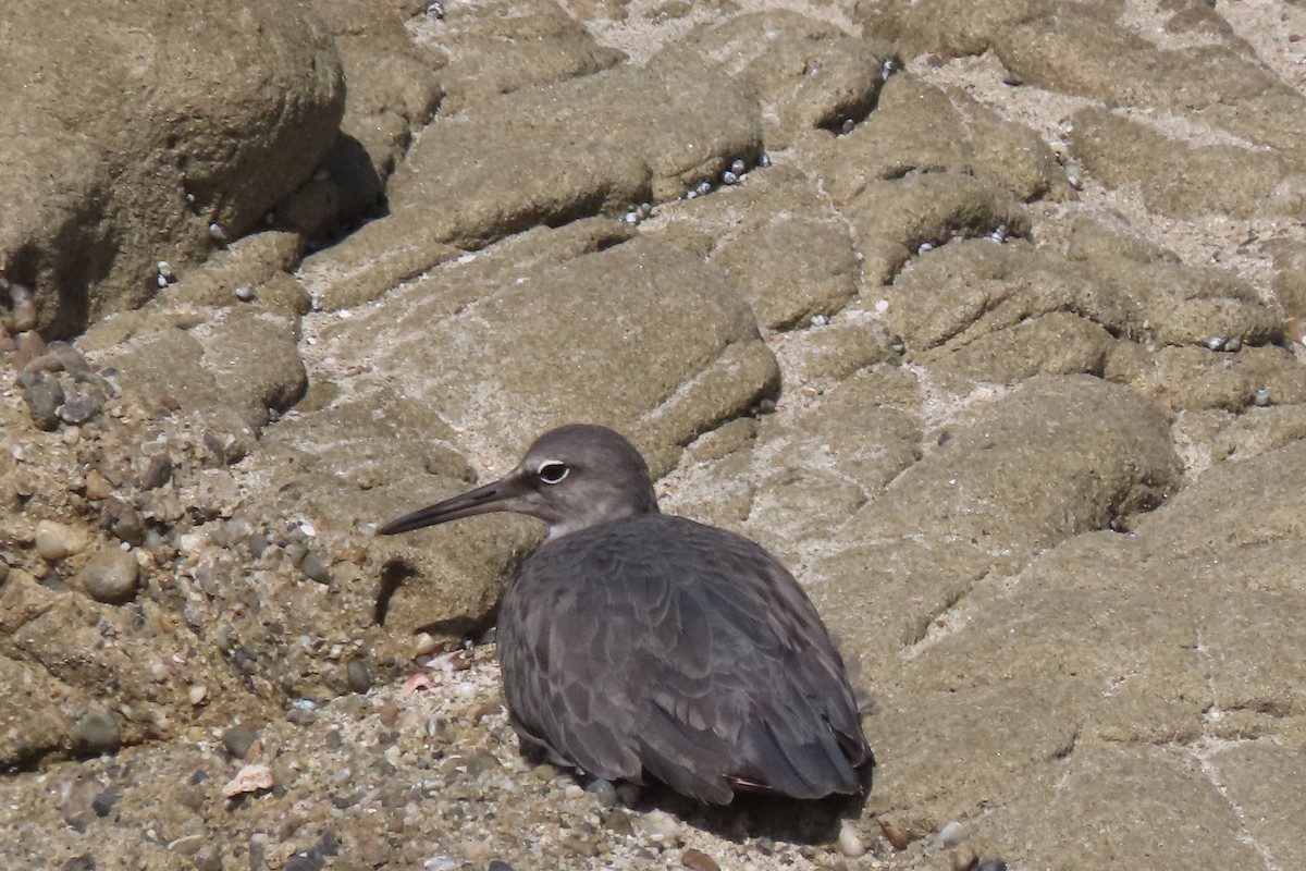 Wandering Tattler - ML645232519