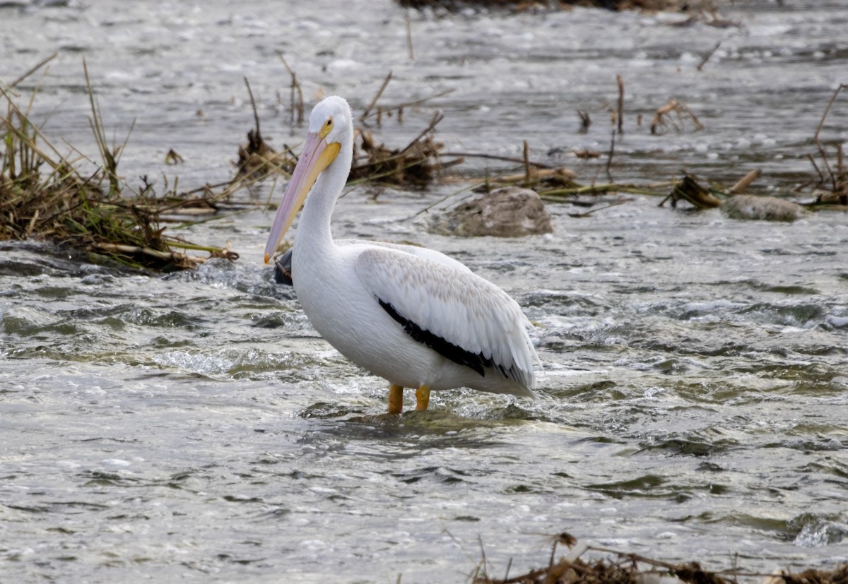 Amerika Pelikanı - ML645232536