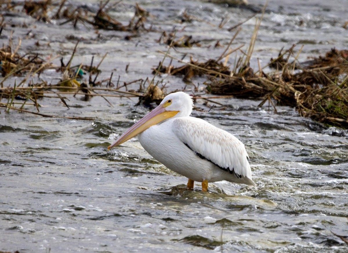 Amerika Pelikanı - ML645232537