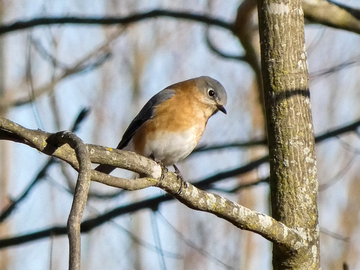 Блакитник східний - ML645232542