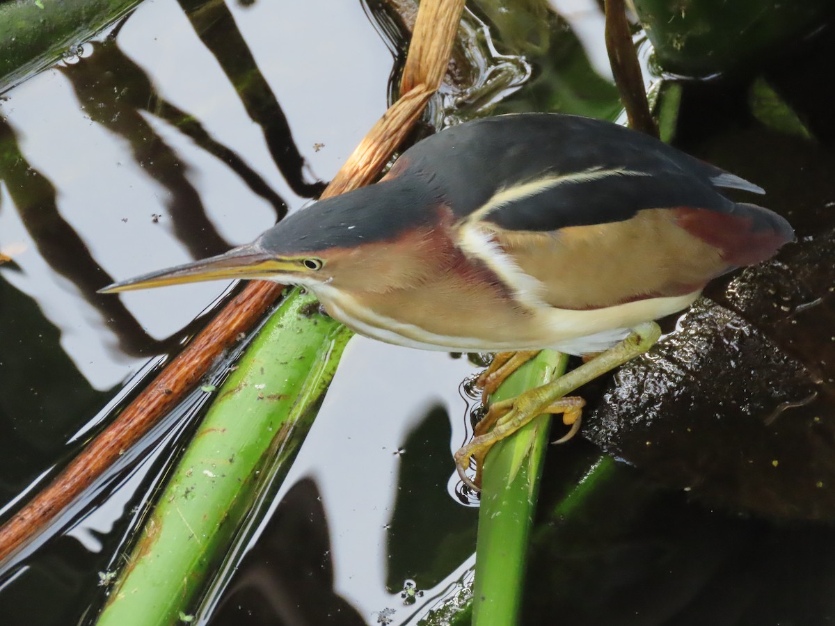 Petit Blongios - ML645232546