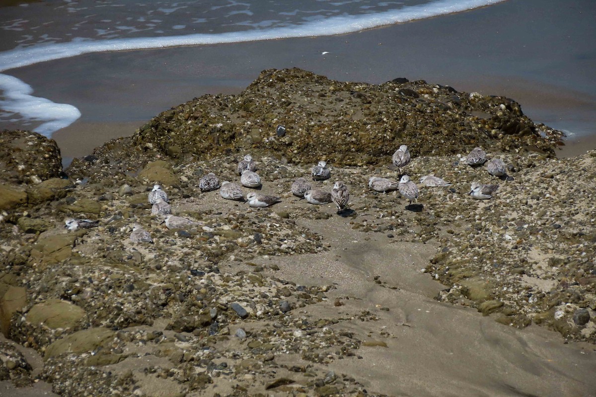 Sanderling - ML645232548