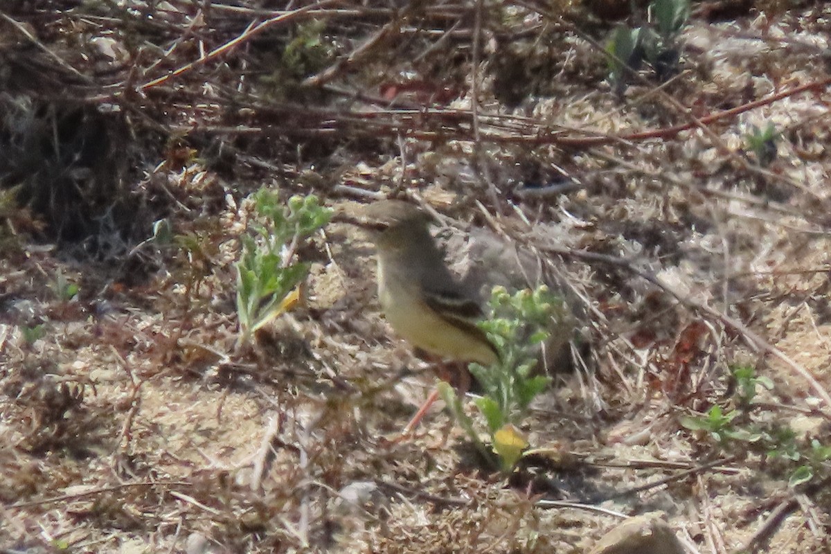 Short-tailed Field Tyrant - ML645232567