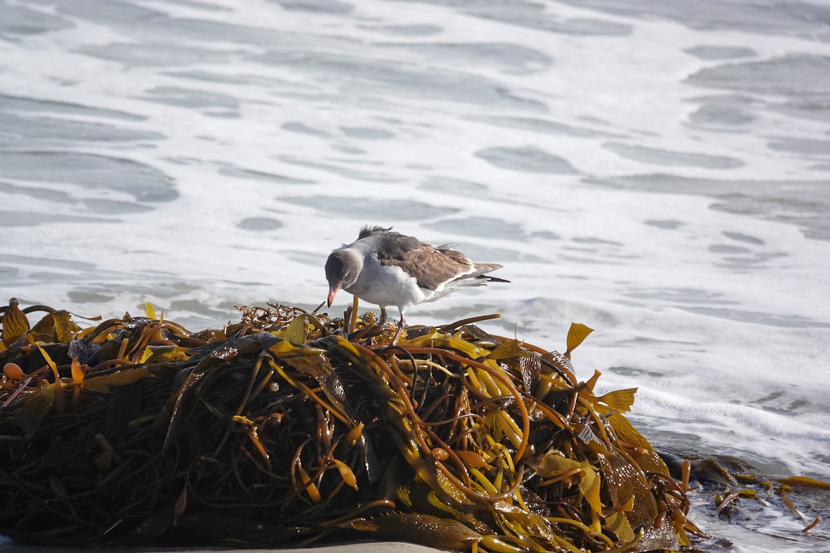 Dolphin Gull - ML645232585