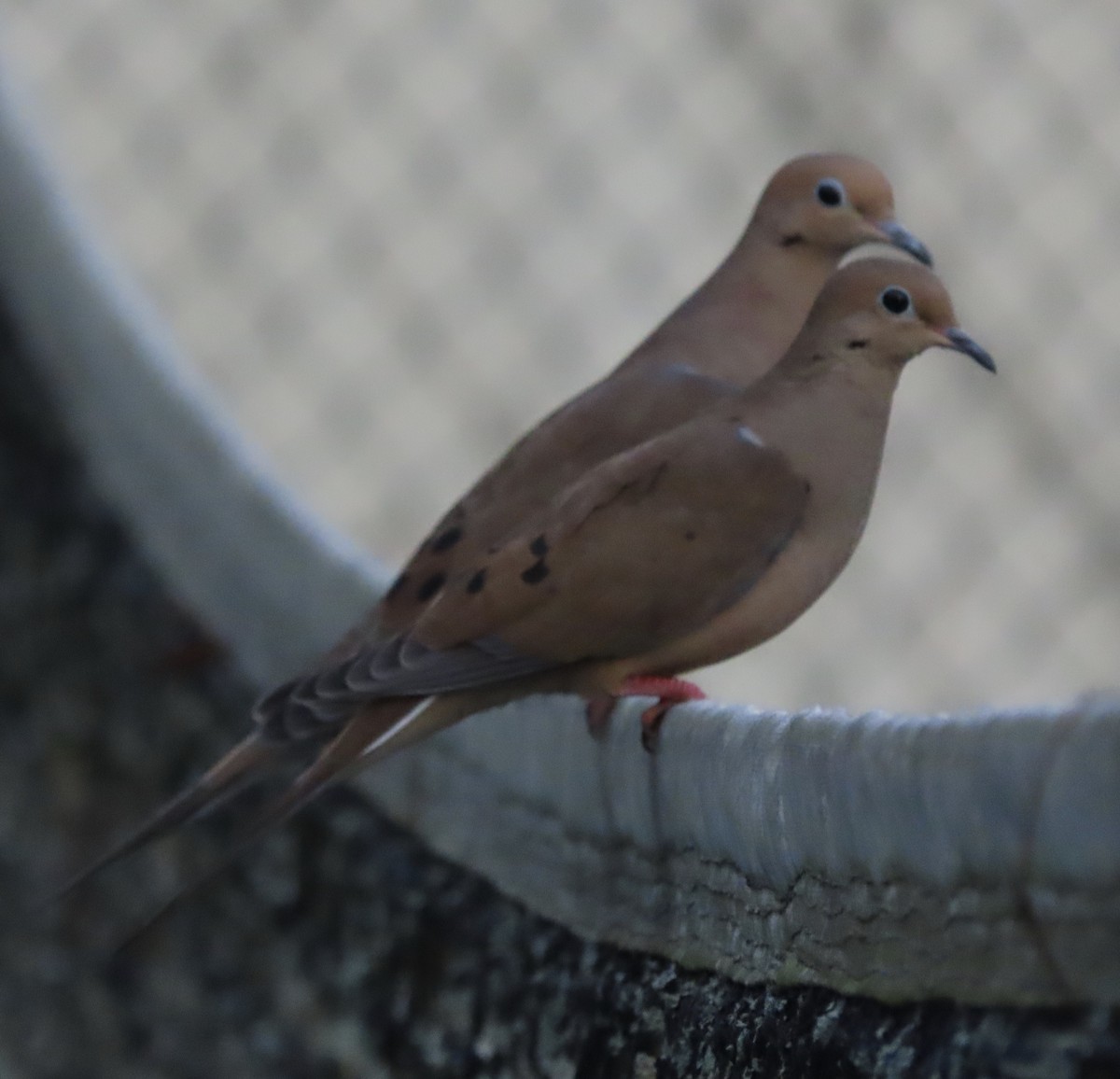 Плачущая горлица - ML645232606