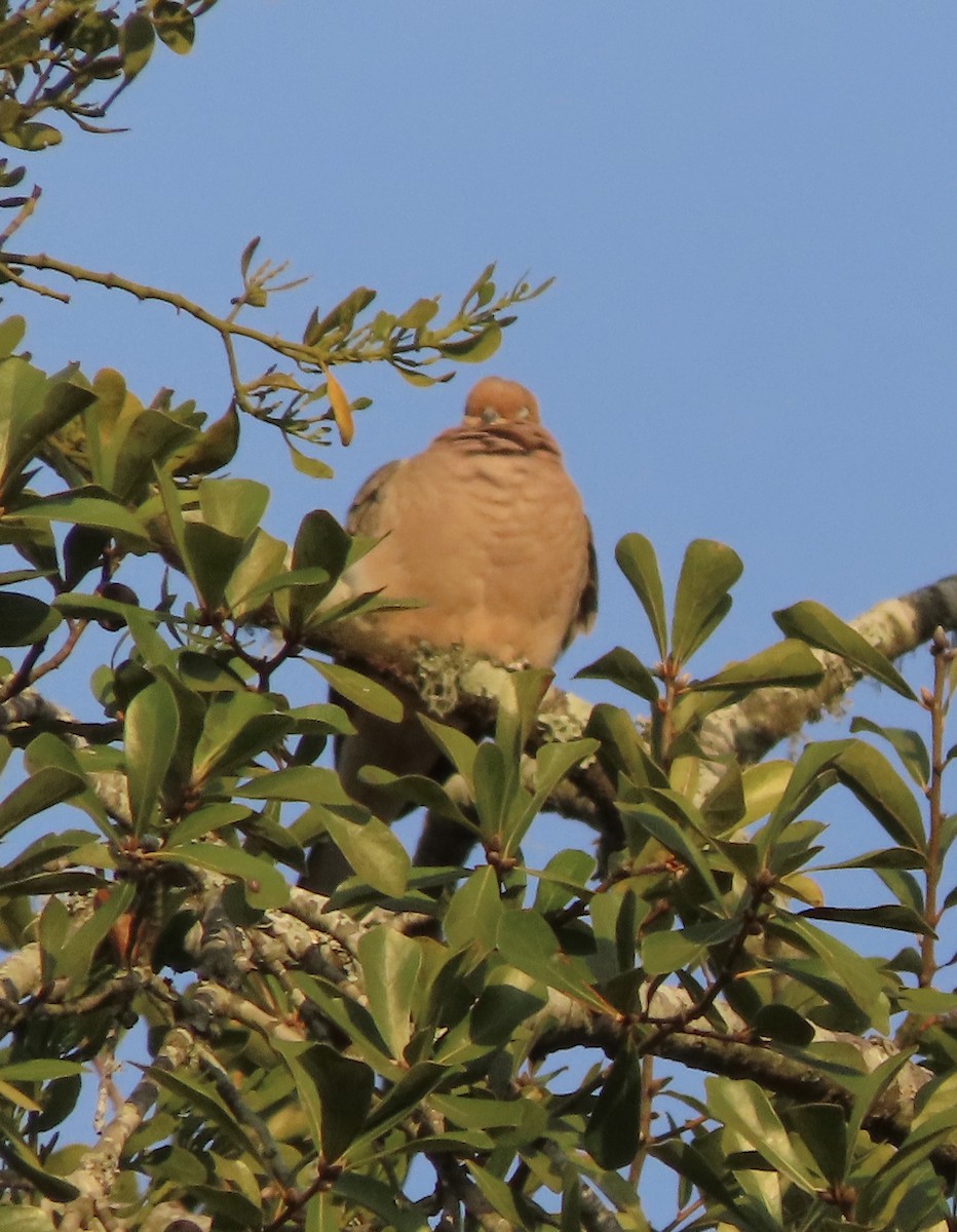 Плачущая горлица - ML645232607