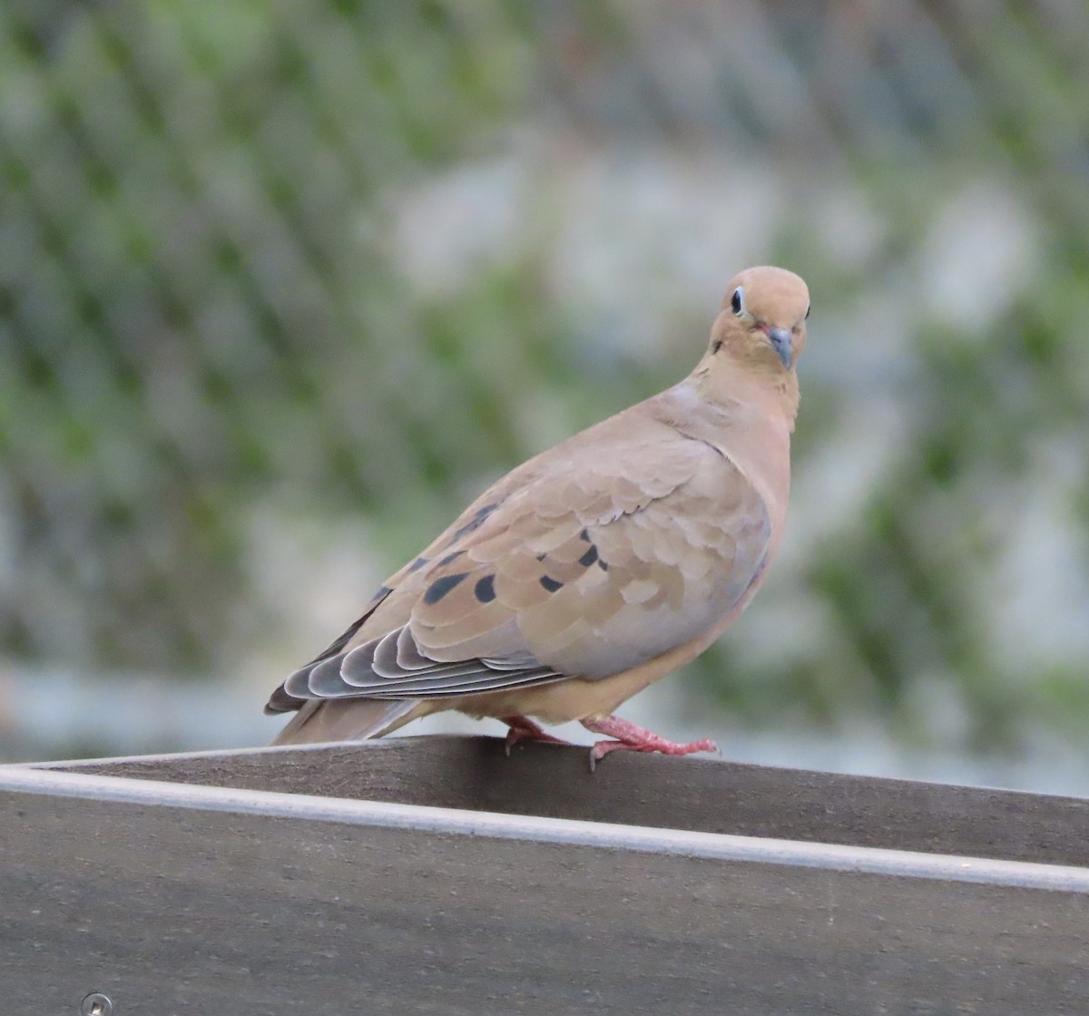 Плачущая горлица - ML645232608