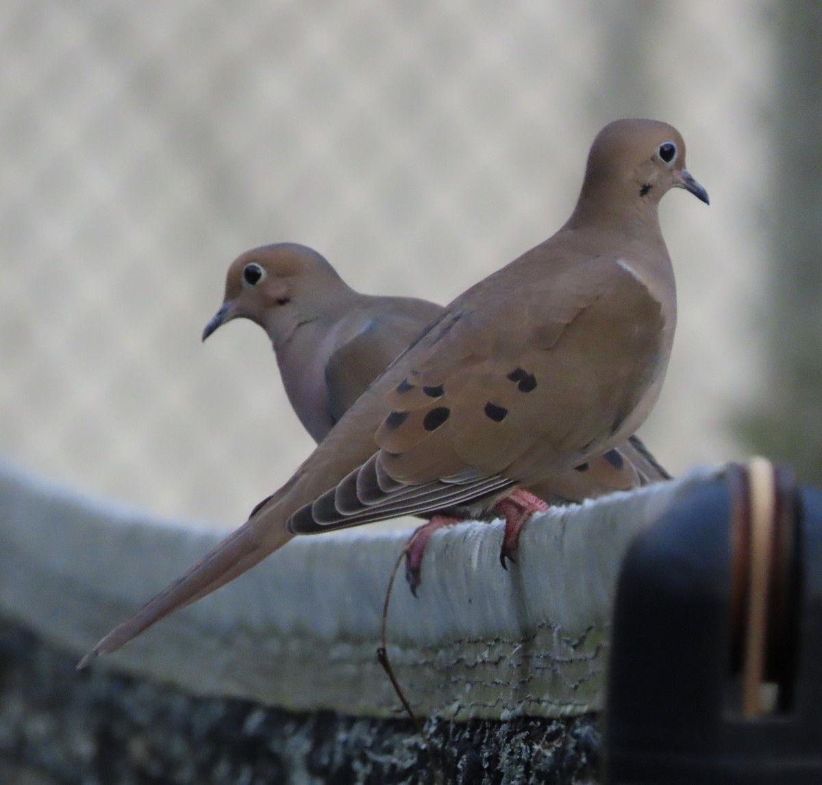 Плачущая горлица - ML645232609