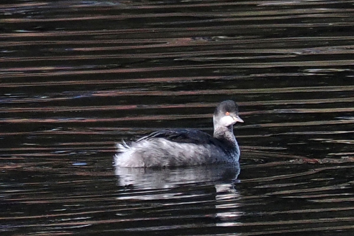 Черношейная поганка - ML645232610