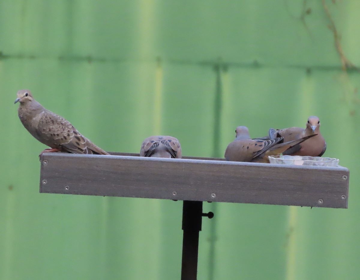 Плачущая горлица - ML645232611