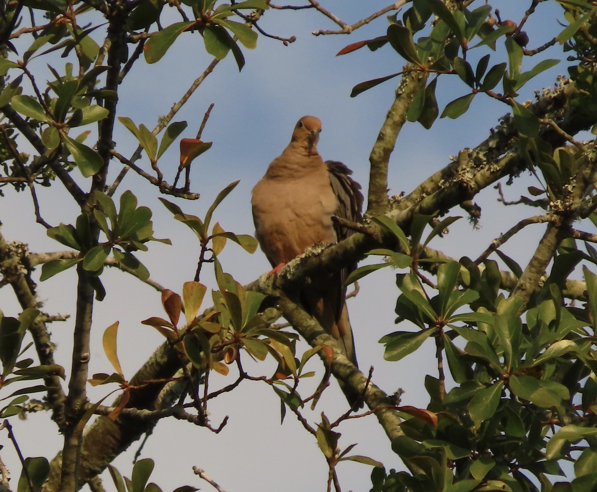 Плачущая горлица - ML645232612