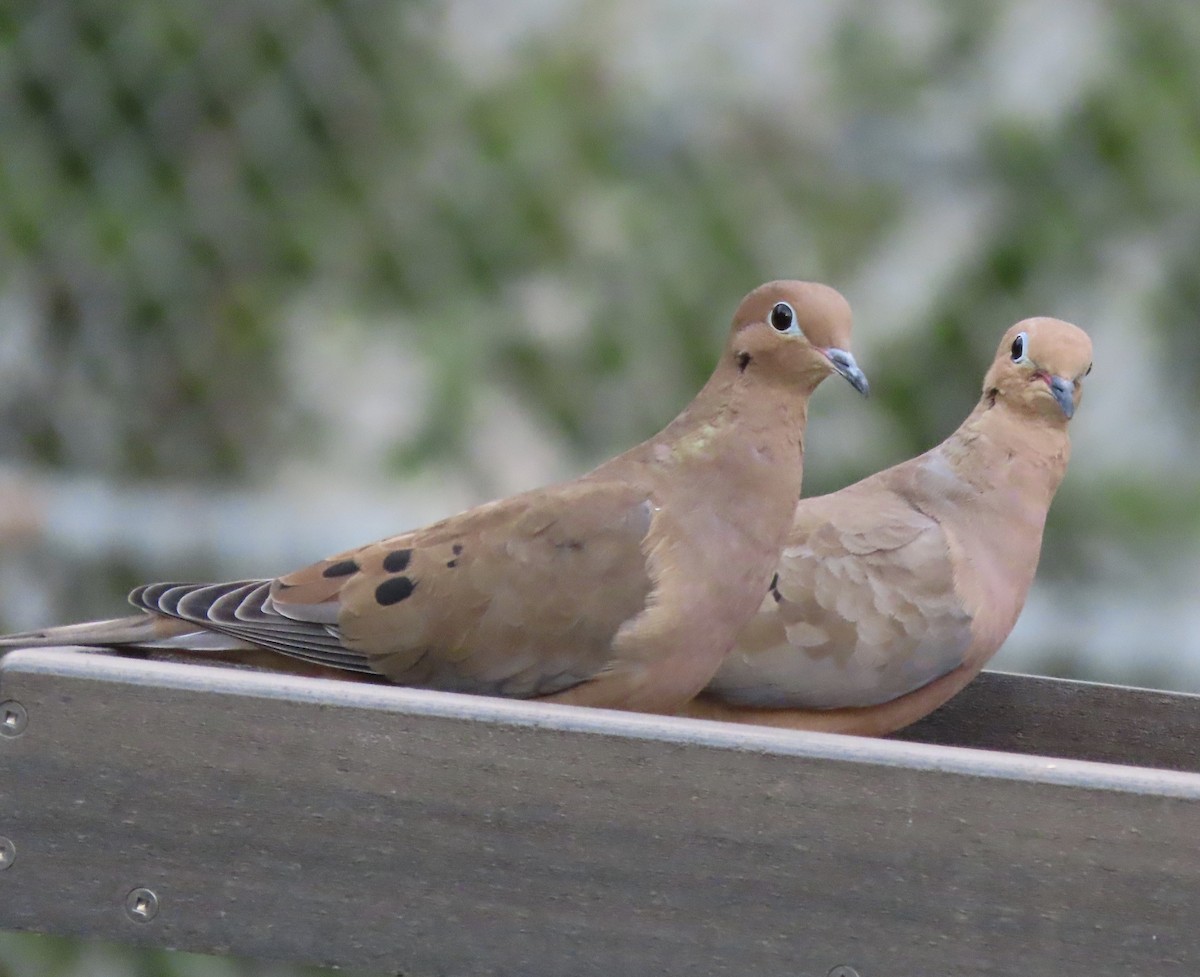 Плачущая горлица - ML645232614