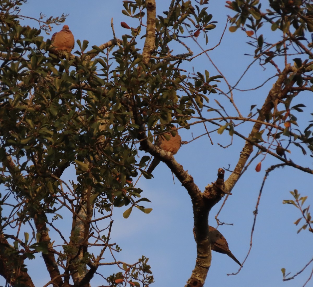 Плачущая горлица - ML645232615