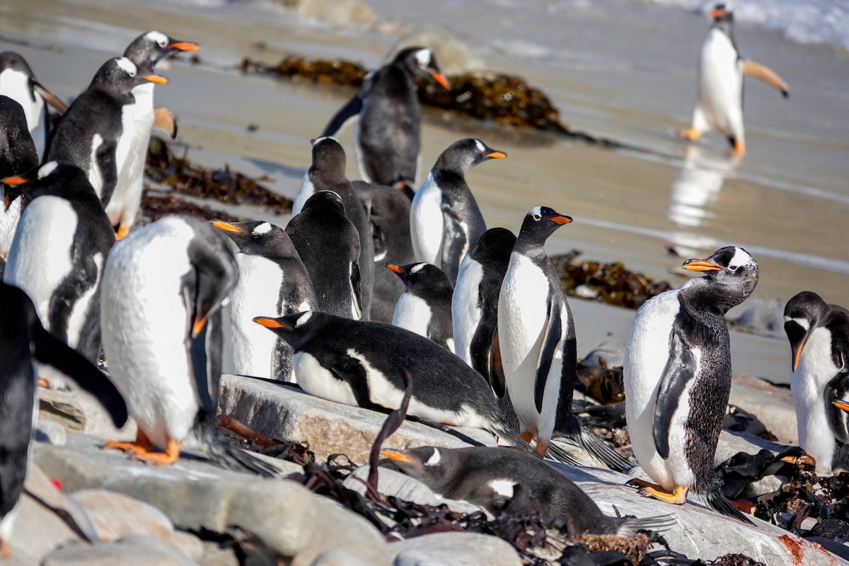 Ослиный пингвин - ML645232616