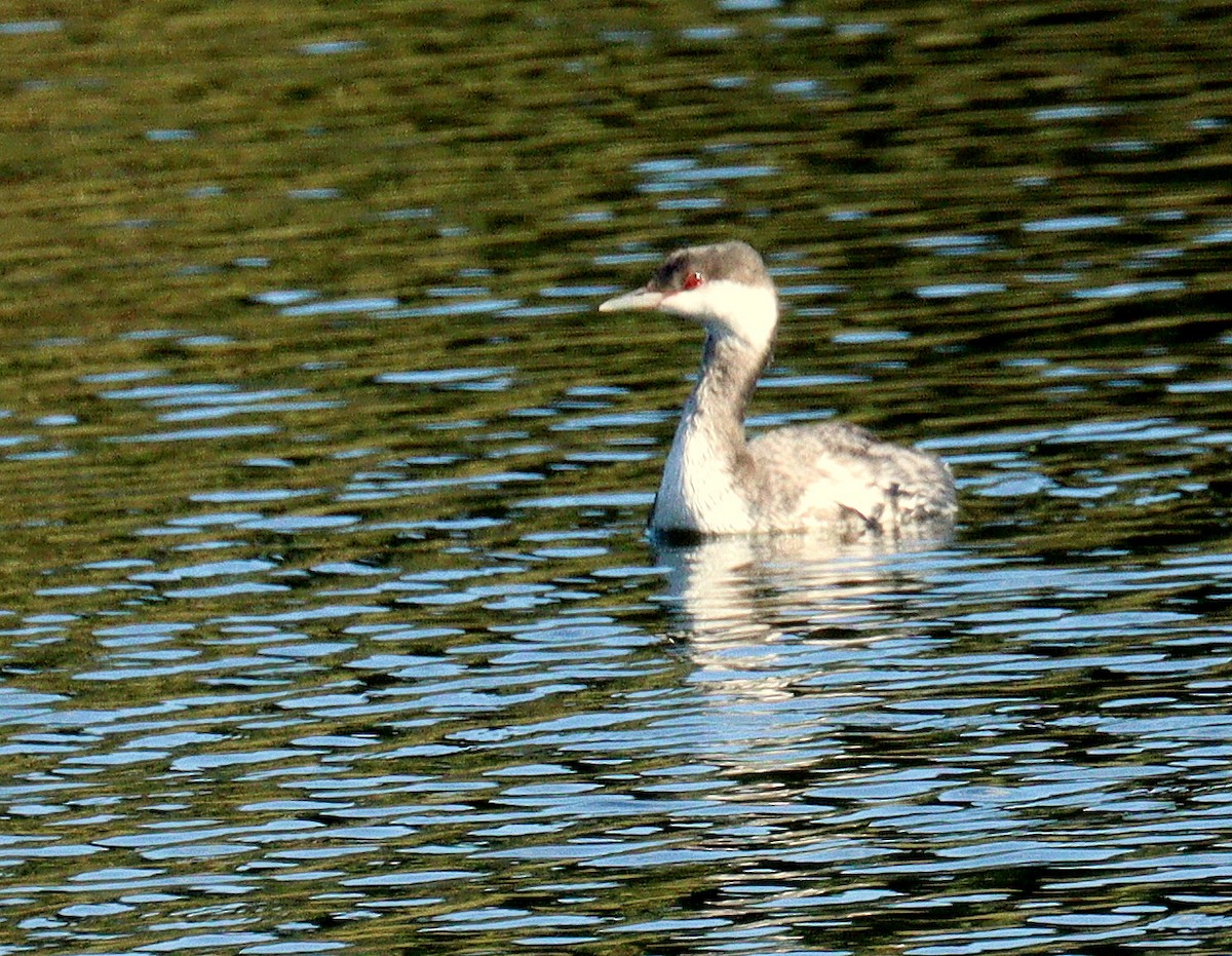 Txilinporta urrebelarria - ML645232617