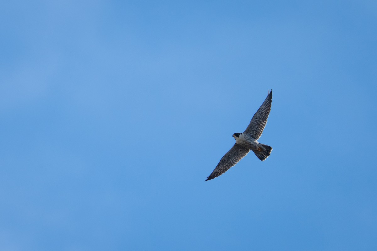 Сапсан - ML645232618