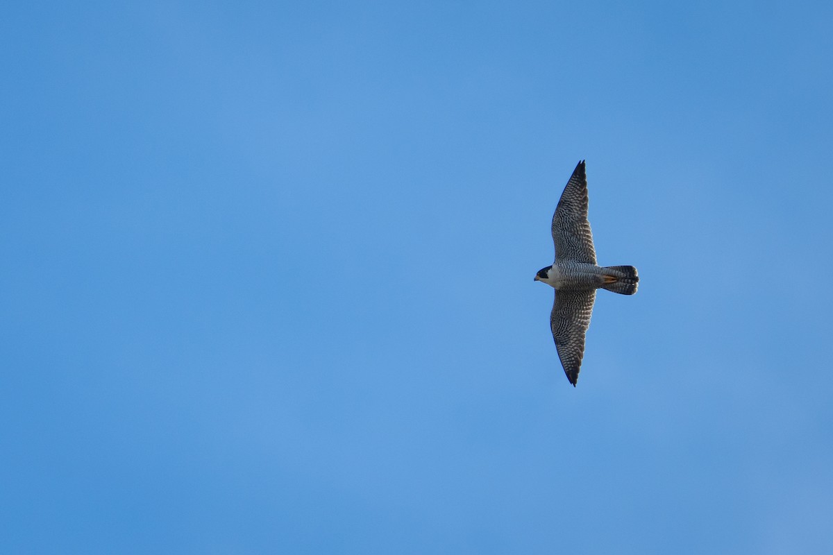 Сапсан - ML645232619