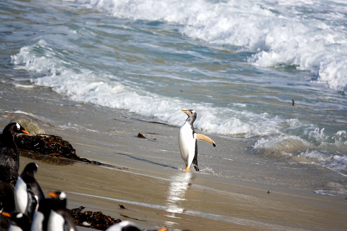 Ослиный пингвин - ML645232620