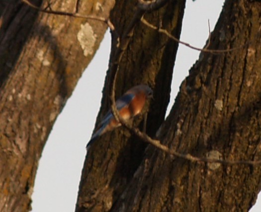 Восточная сиалия - ML645232621