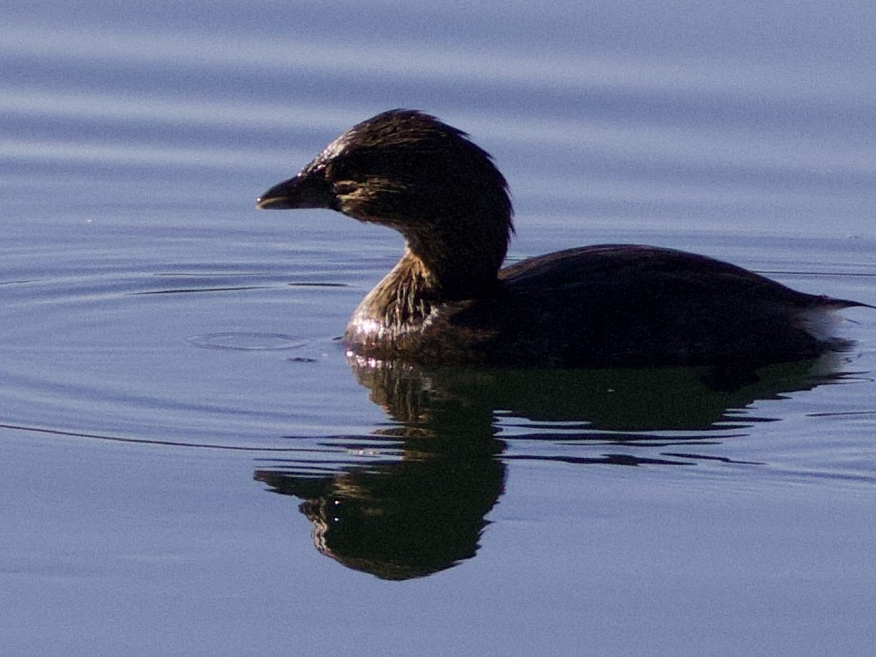 Пестроклювая поганка - ML645232622