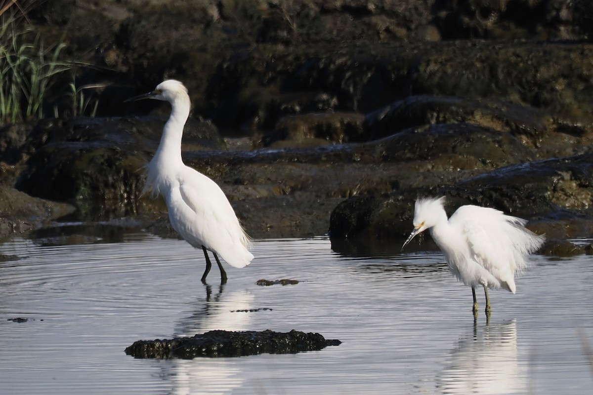 Снежная цапля - ML645232623