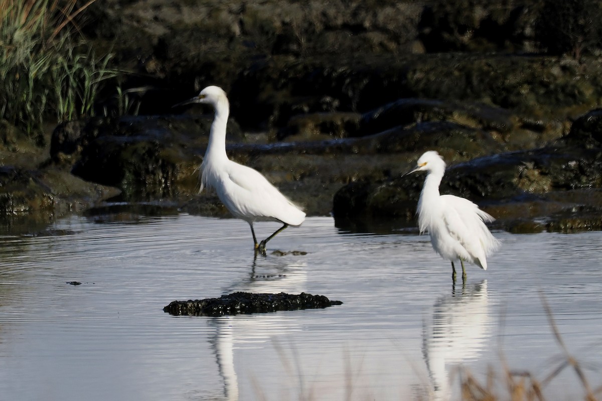 Снежная цапля - ML645232624