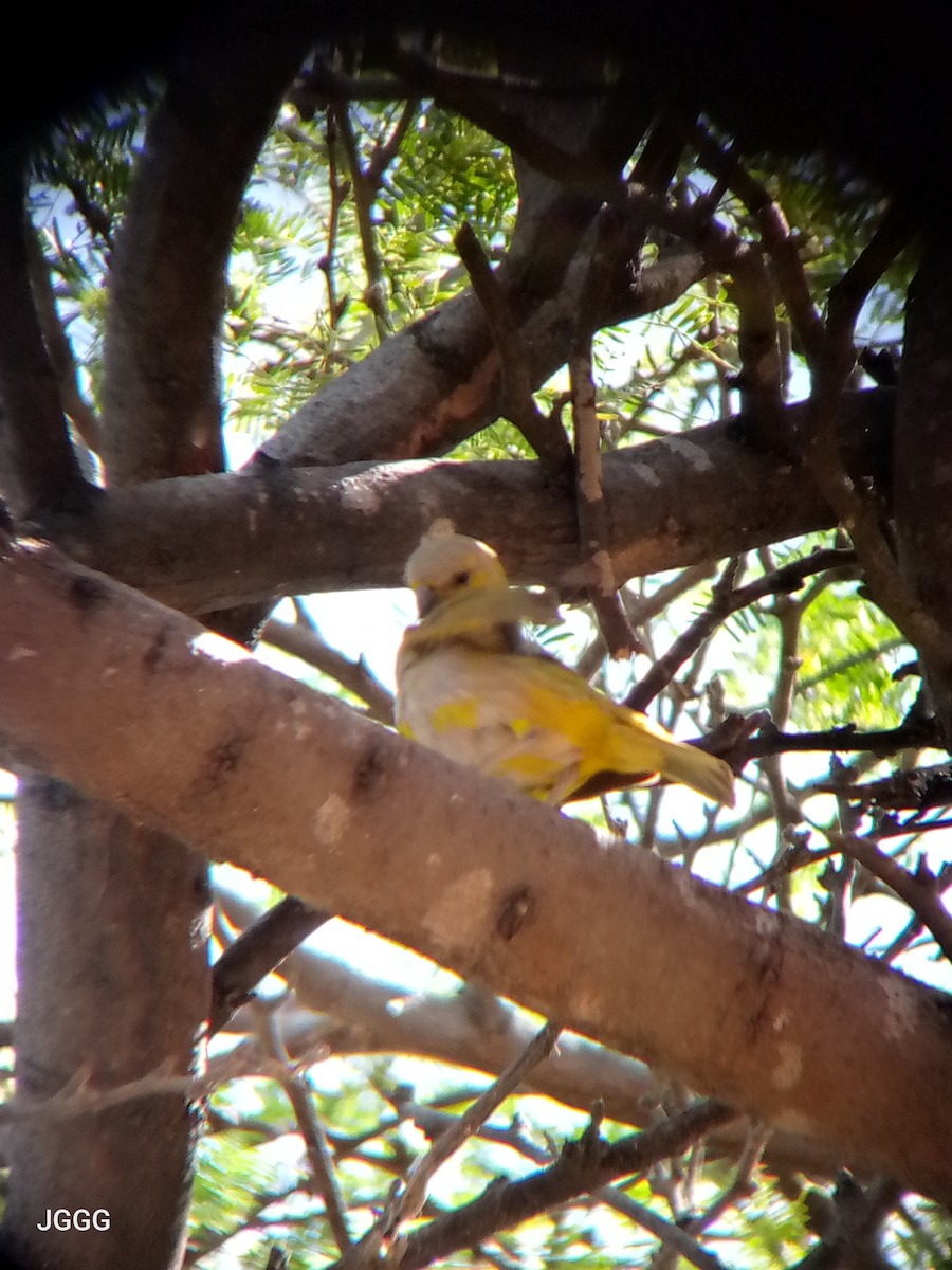 Шафрановый зерноед - ML645232626