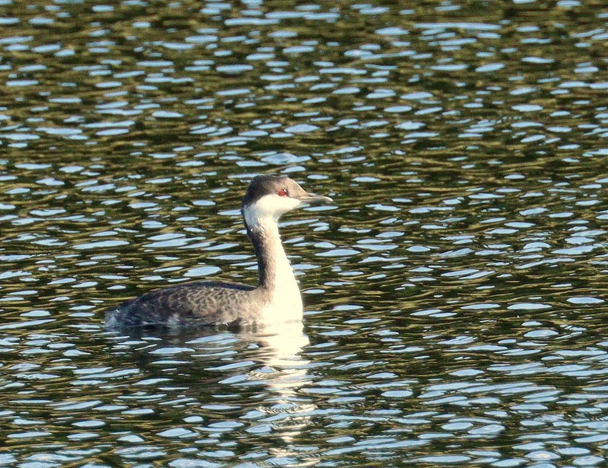 Txilinporta urrebelarria - ML645232628