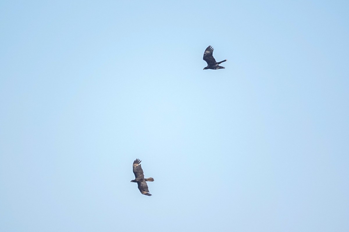 Южная каракара - ML645232629