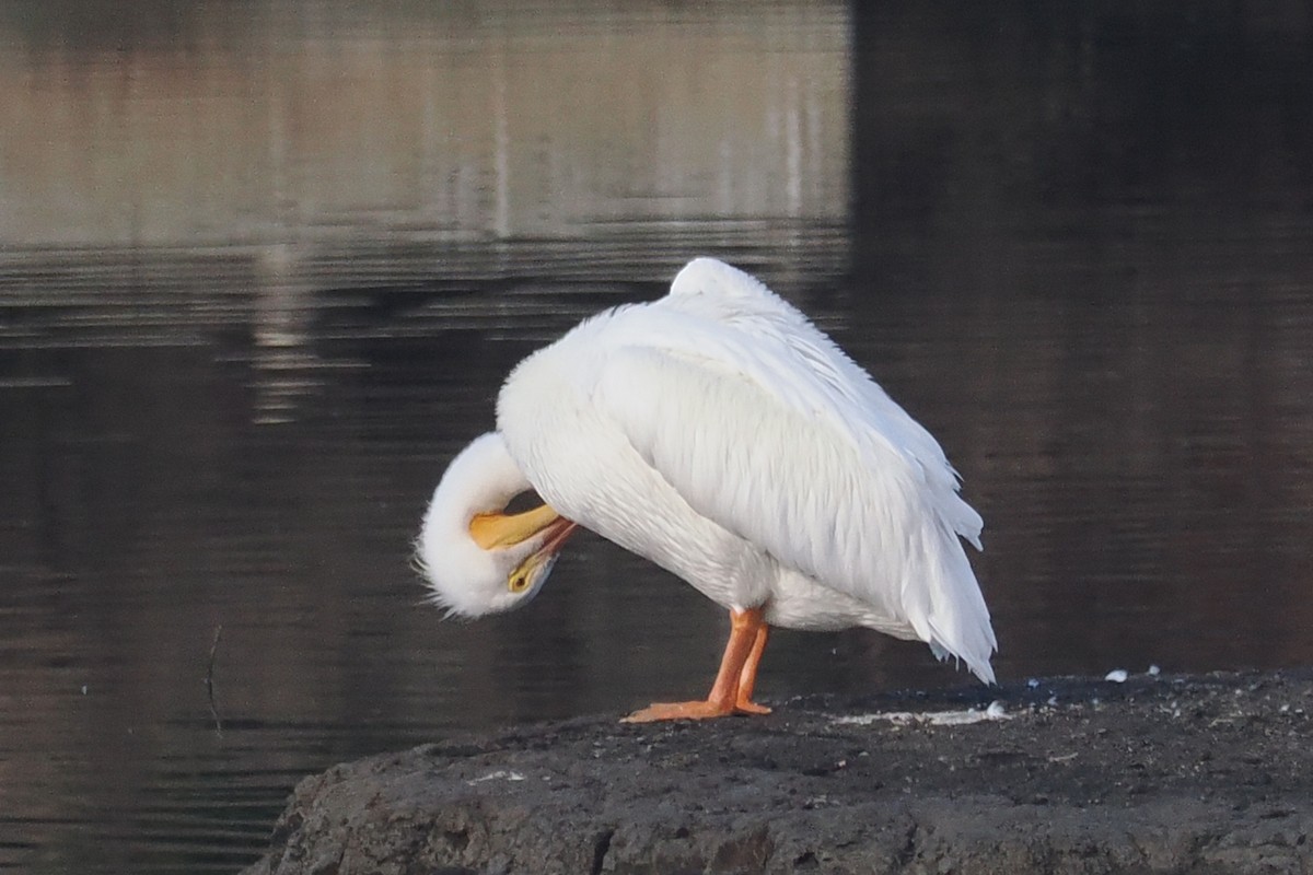 Пеликан-носорог - ML645232631