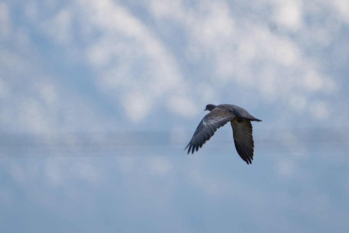 Paloma Picazuró - ML645232632