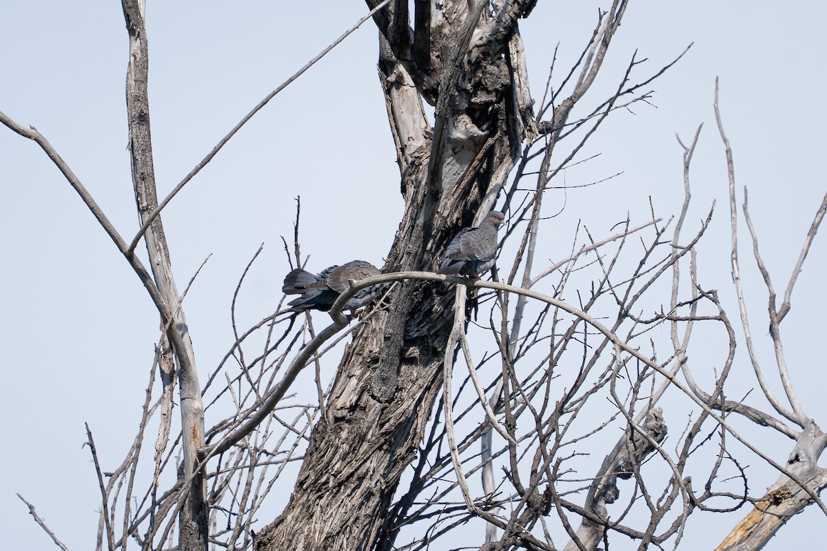 Paloma Picazuró - ML645232633