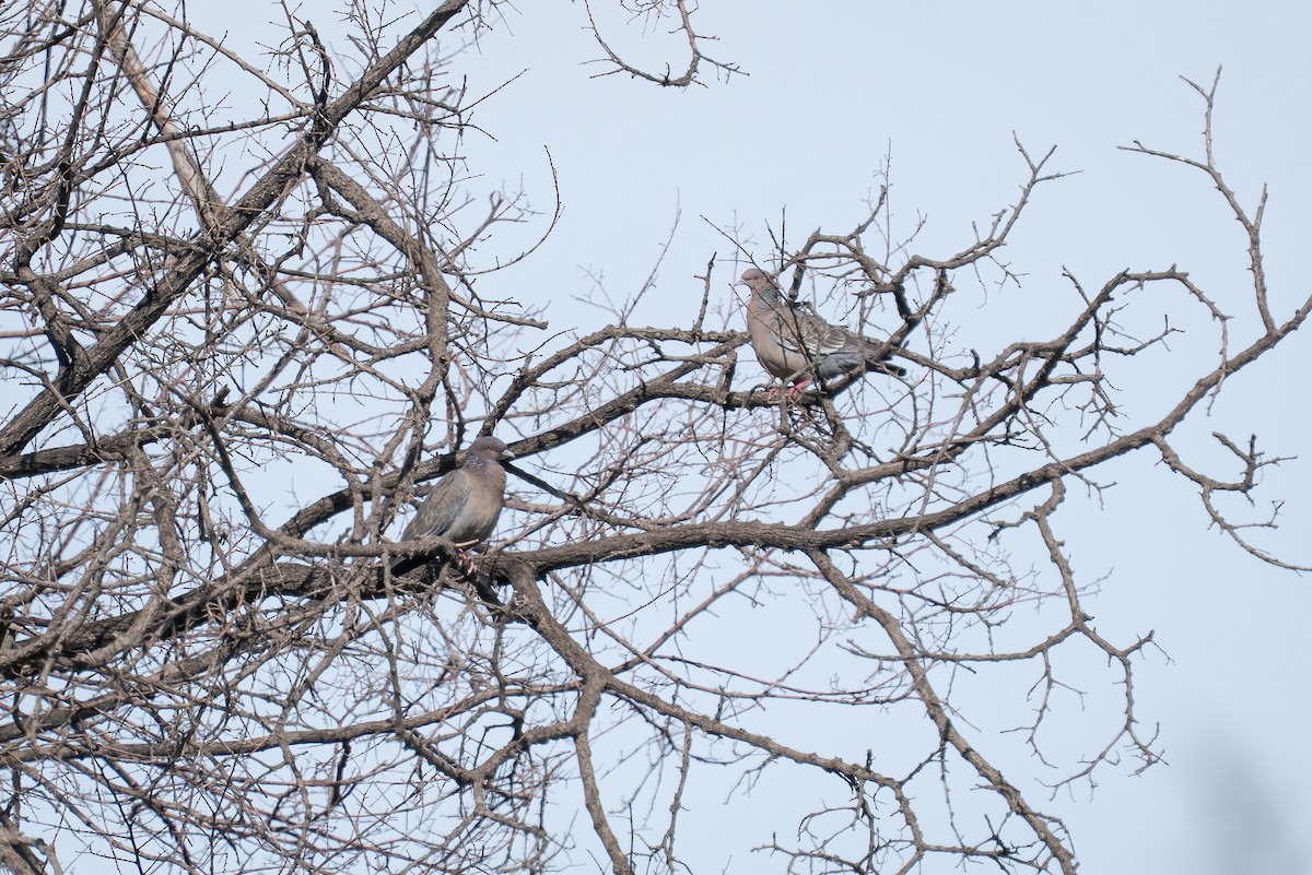 Paloma Picazuró - ML645232634