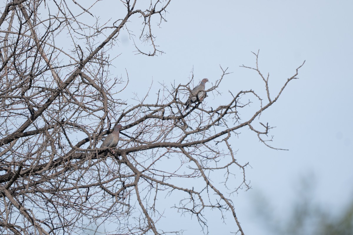 Paloma Picazuró - ML645232635