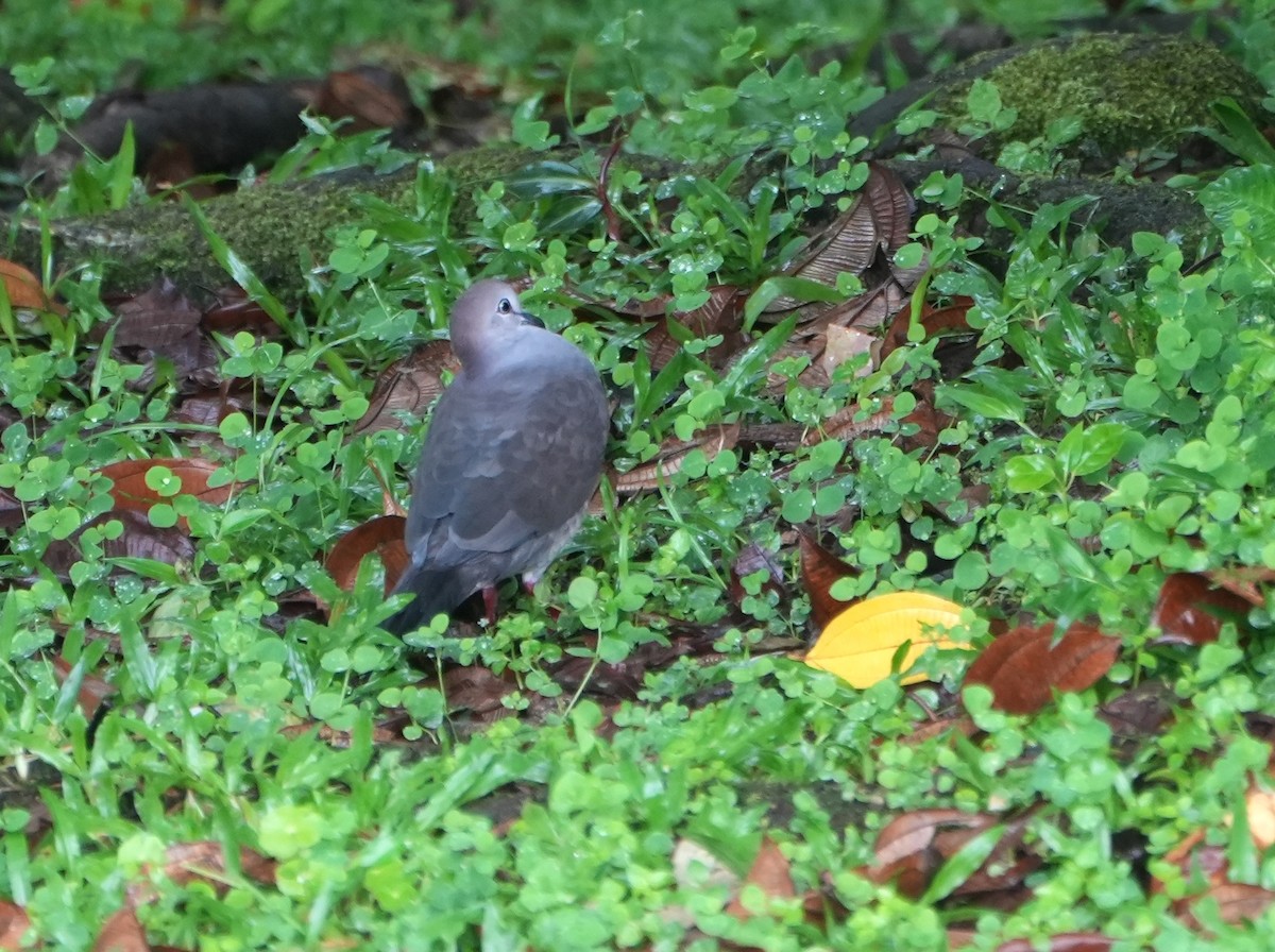 Серогрудая голубка - ML645232636