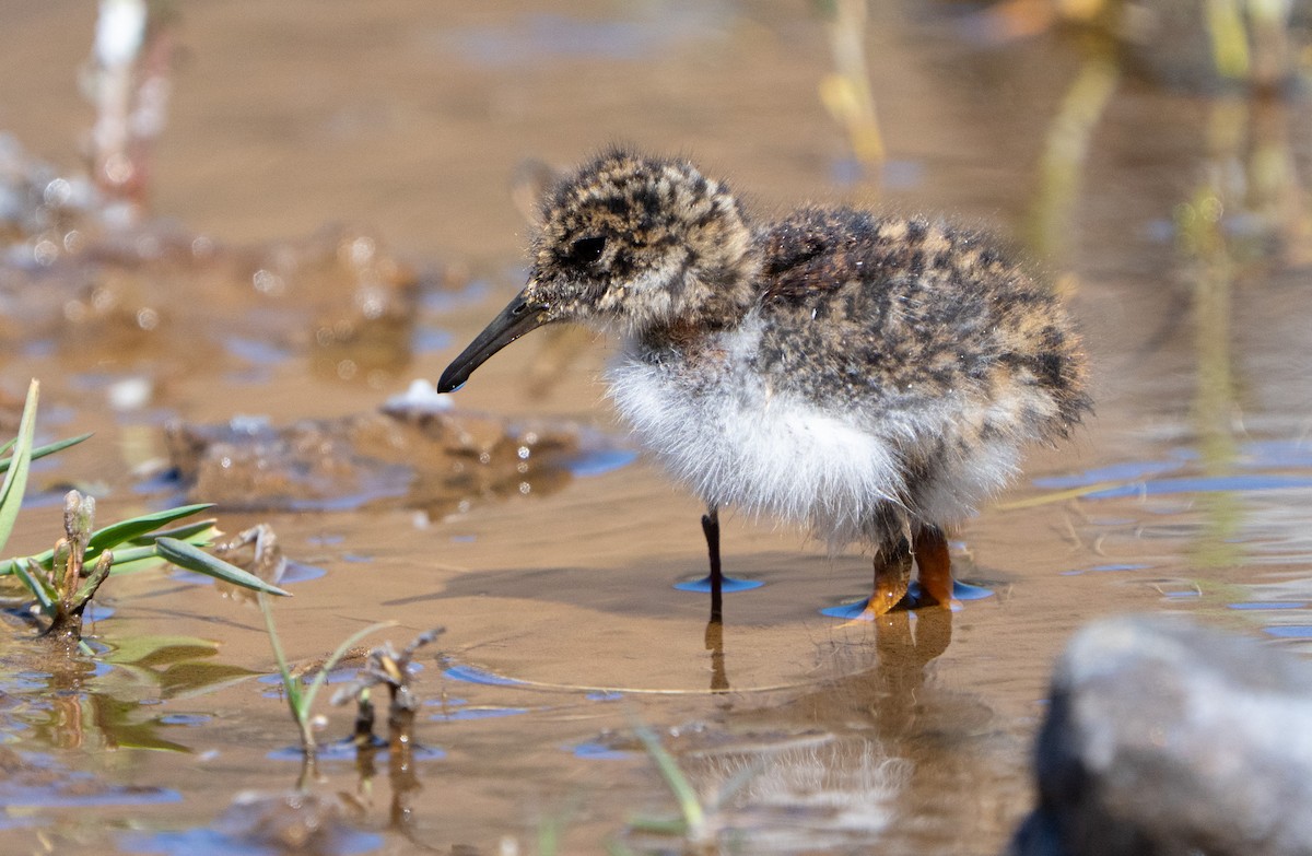 Diademed Sandpiper-Plover - ML645232637