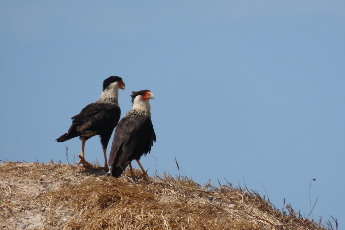 Равнинная каракара - ML645232638