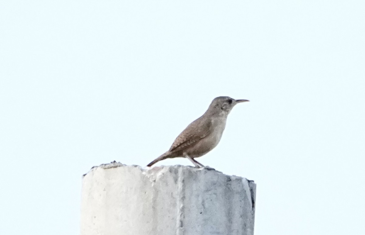 Southern House Wren - ML645232639