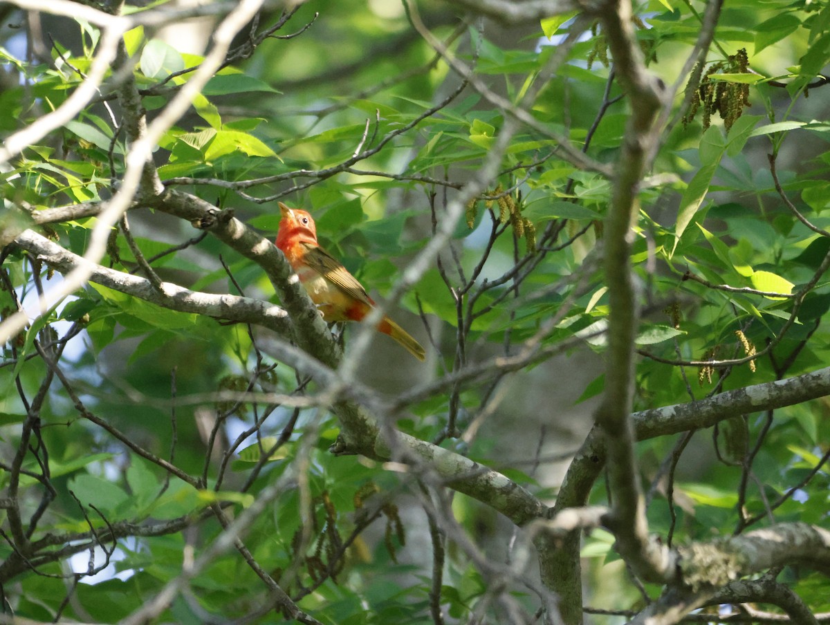 Алая пиранга - ML645232642