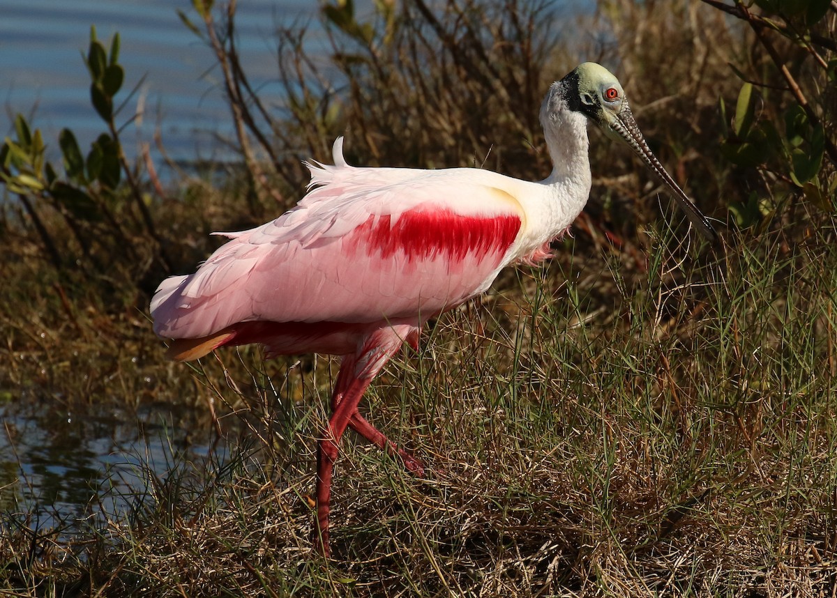 Розовая колпица - ML645232643